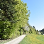 Oberwald 2